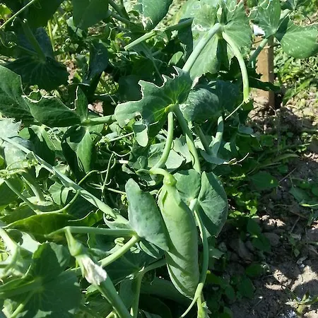 Panzió Roskilde Gadstrup